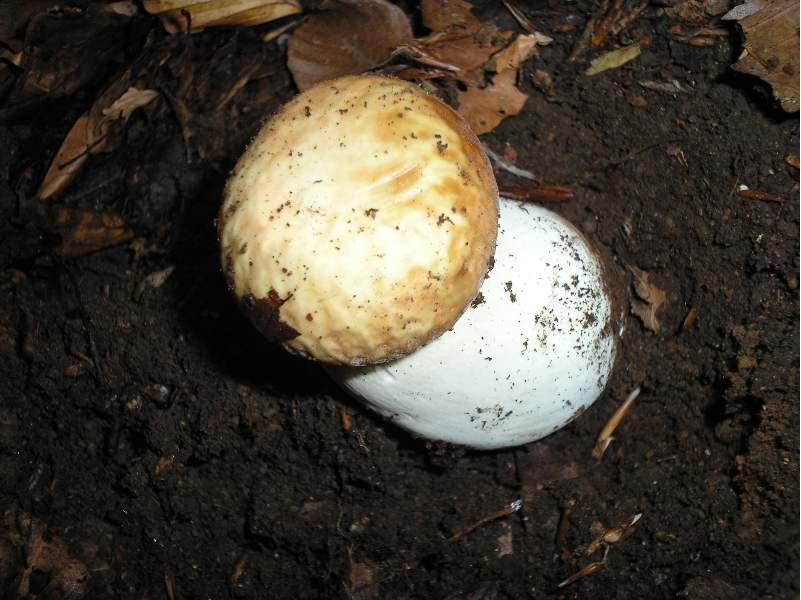 grazie allo sciopero....